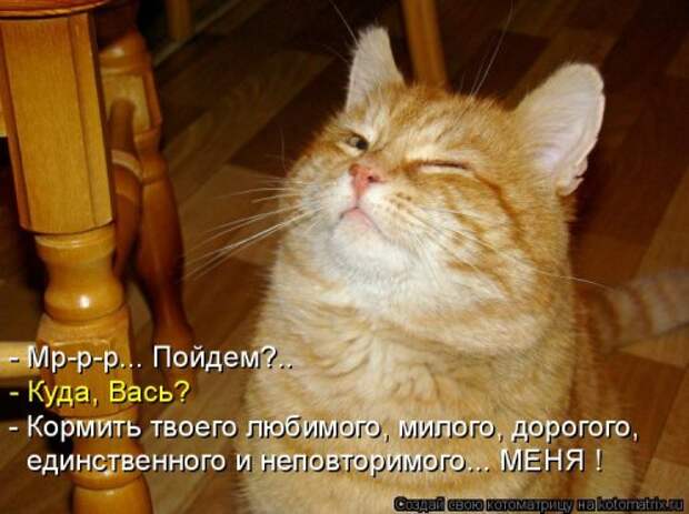 Новая котоматрица (37 шт)