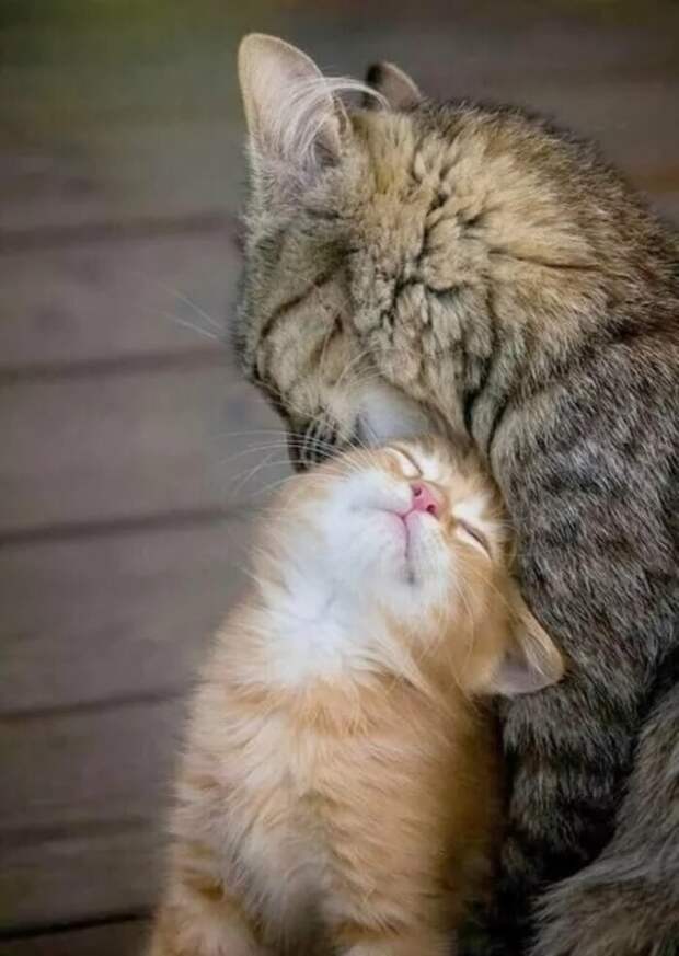 егншвенш (496x700, 183Kb)