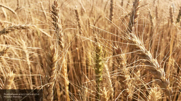 Экспорт зерна увеличат за счет наращивания площади посевов