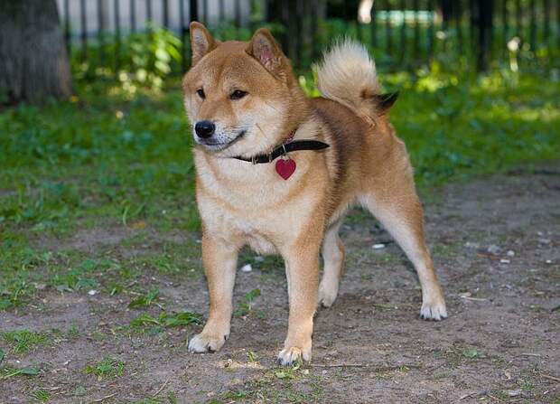 Shiba Inu