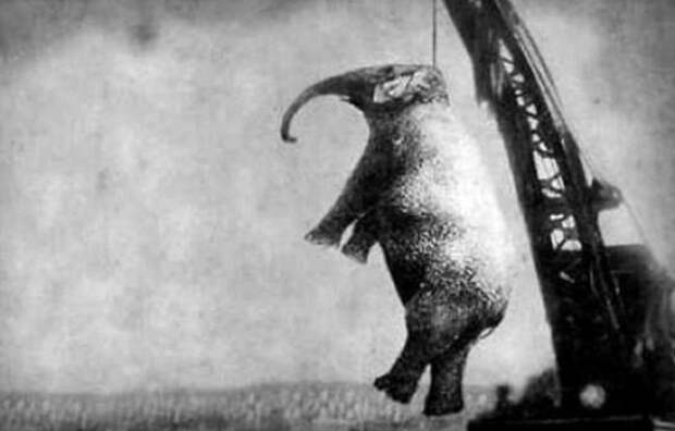 Жестокая история про слониху Мэри (3 фото) Жестокая история про слониху Мэри (3 фото)