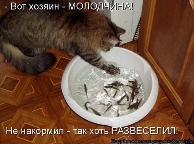 Новая котоматрица (37 шт)