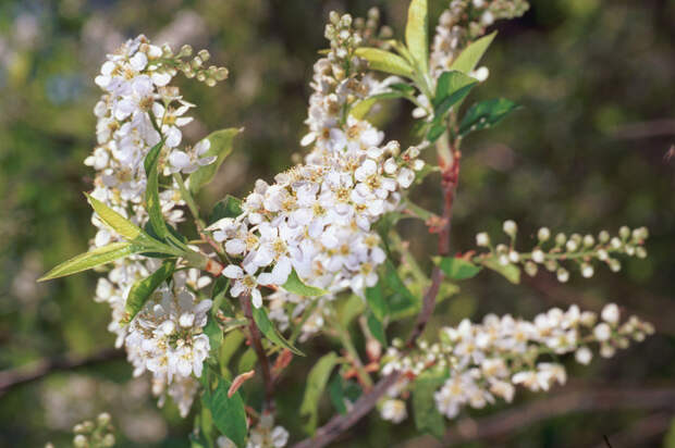 Москвичам назвали срок наступления «черемуховых» холодов