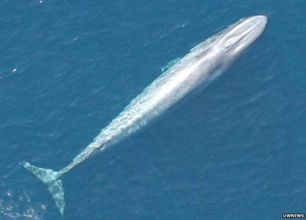 A blue whale estimated to be around 20m long, swimming off Baja California