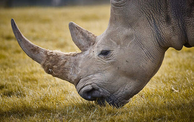 В национальном парке отстреливают людей, чтобы сберечь носорогов Браконьеры, носороги, охрана, стрельба на поражение