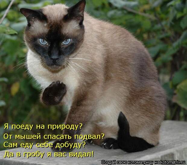 Лучшие котоматрицы недели (50 фото)