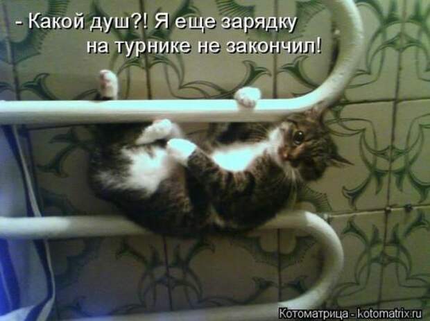 Котоматрицы(картинки с надписями)