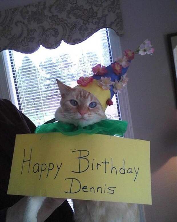 Котики