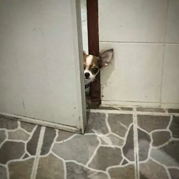 Любопытные носы, которые всегда должны быть в курсе дел хозяина