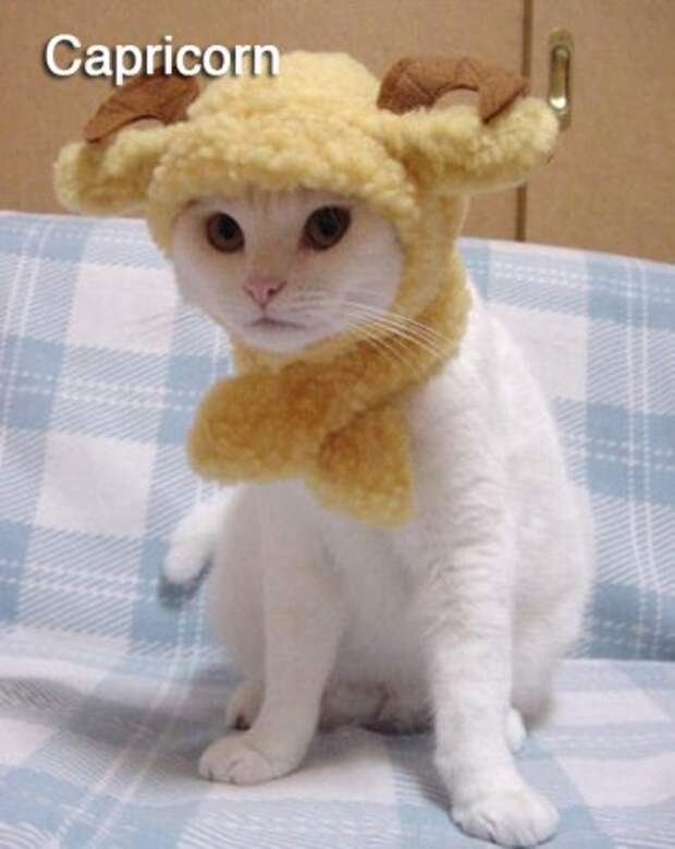 Кошачьи знаки зодиака.