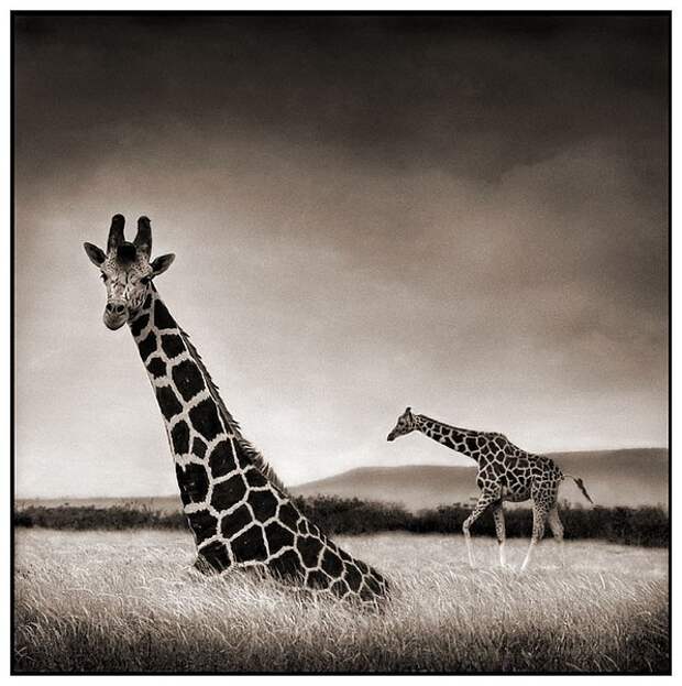фотографии африки. Nick Brandt