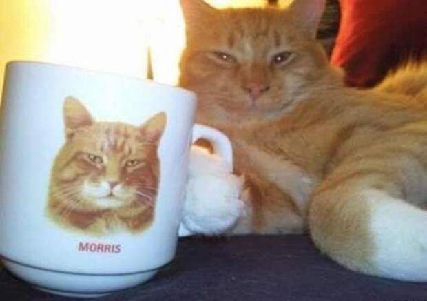 Котики