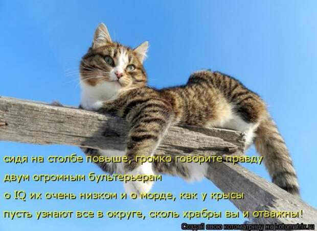 Свежая котоматрица на Бугаге (27 фото)