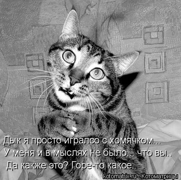 Лучшие котоматрицы недели (50 фото)