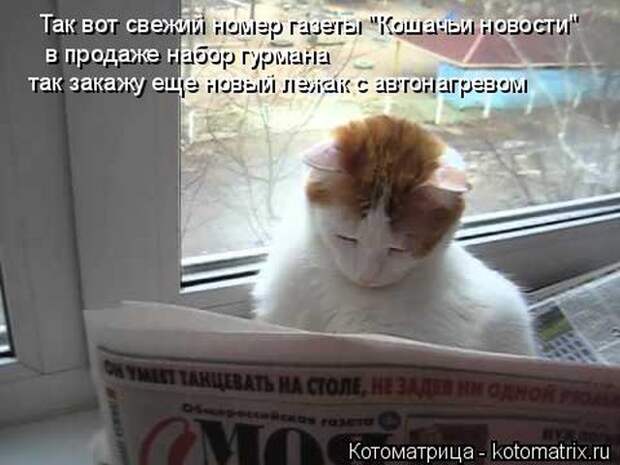 Лучшие котоматрицы недели (50 фото)