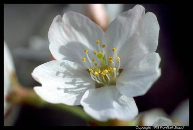 Hanami - время любования цветущей сакурой