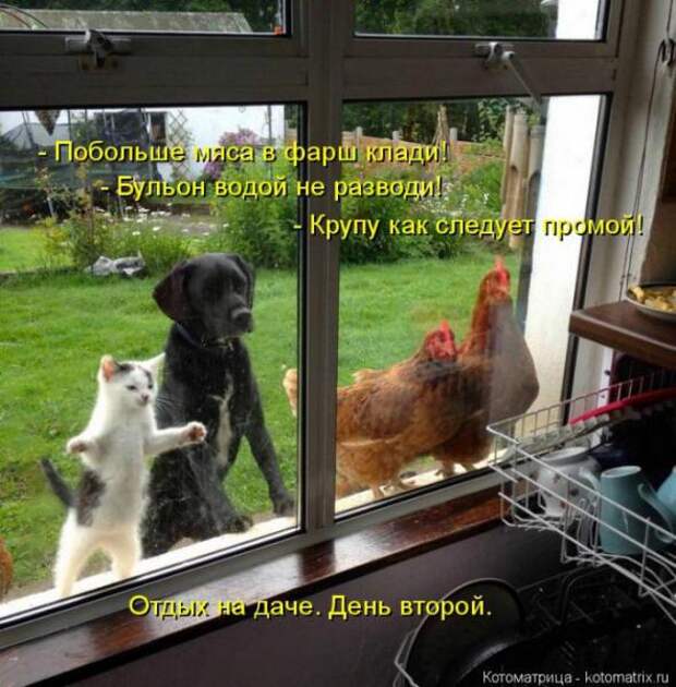Котоматрицы(картинки с надписями)