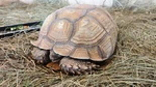 Шпороносые черепахи / Фото: барнаульский зоопарк