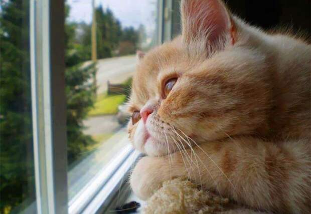 7236110-R3L8T8D-650-cat-waiting-window-65