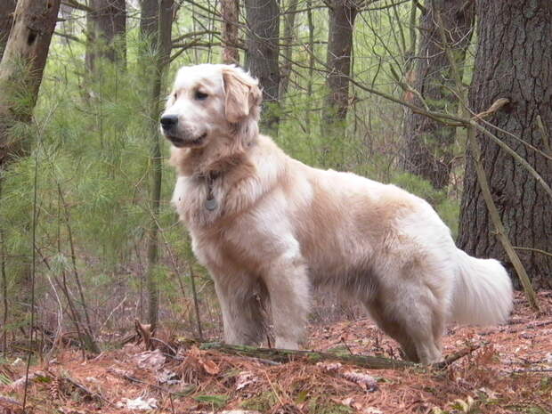 Dog