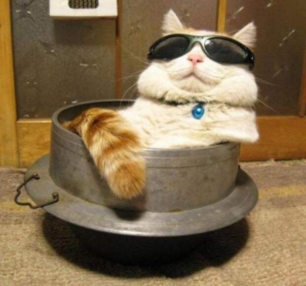 Котики