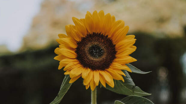 Новый маслозавод за 17 млрд на Алтае сможет перерабатывать до 400 тысяч тонн семян