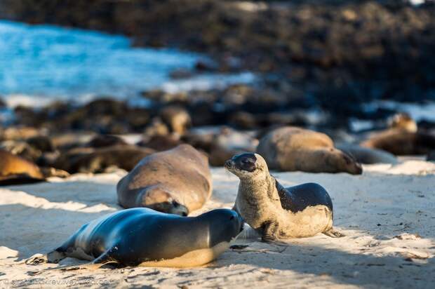 galapagos18 Галапагосы. Остров Санта Фе