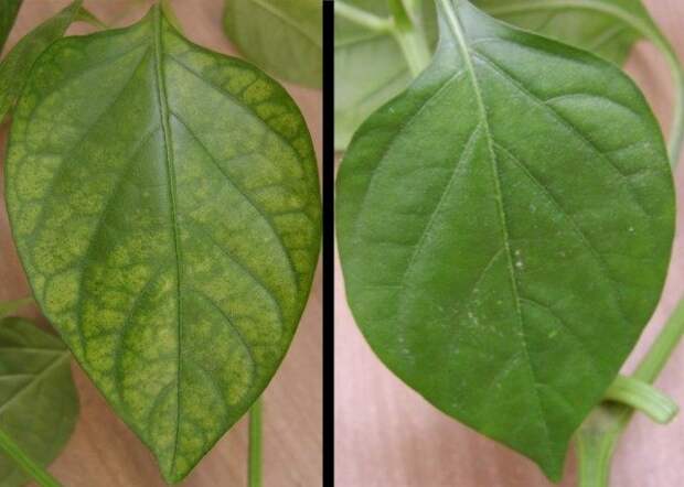 Больной хлорозом и здоровый лист 
