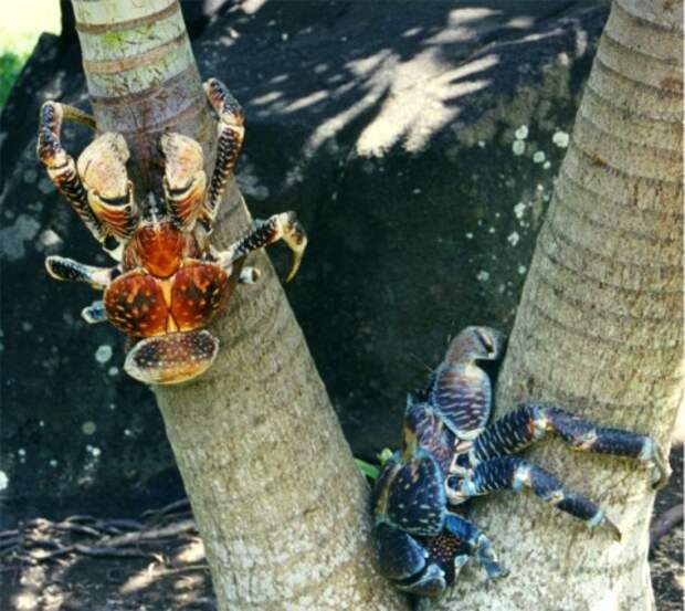 Пальмовый вор или кокосовый краб (лат. Birgus latro) (англ. Coconut crab)