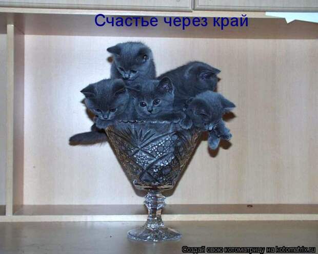Котоматрица: Счастье через край
