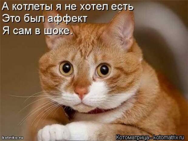 Свежая котоматрица (32 фото)