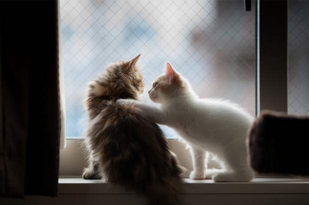 7238360-R3L8T8D-650-cat-waiting-window-68