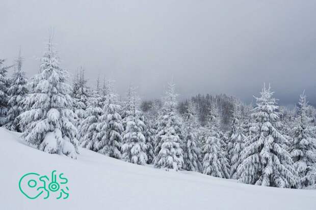 В ЕГРН внесены сведения о границах 73 охотничьих хозяйств Татарстана