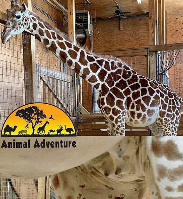 Рожающая жирафиха стала звездой интернета