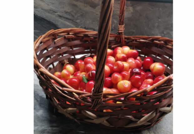 Кому и почему нельзя есть черешню, на Кубани продолжается сбор любимой ягоды