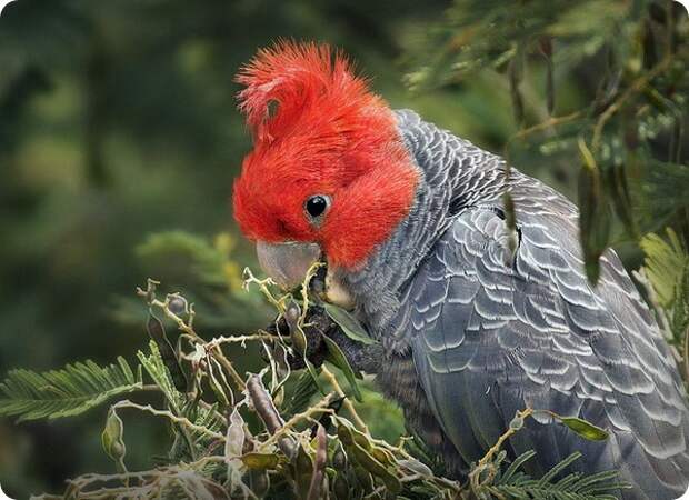 Шлемоносный какаду (лат. Callocephalon fimbriatum)
