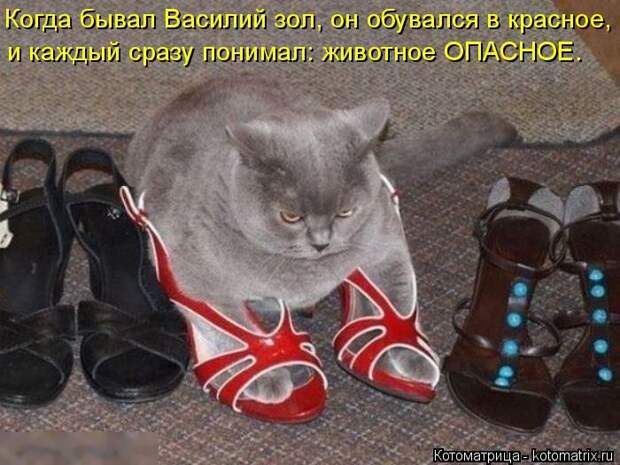 Лучшие котоматрицы недели (50 фото) Лучшие котоматрицы недели (50 фото)