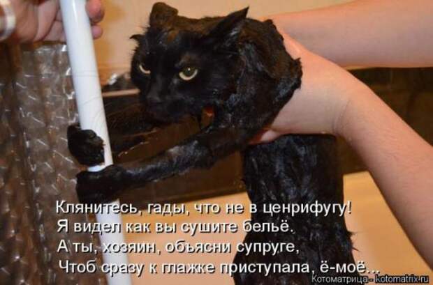 Котоматрицы(картинки с надписями)
