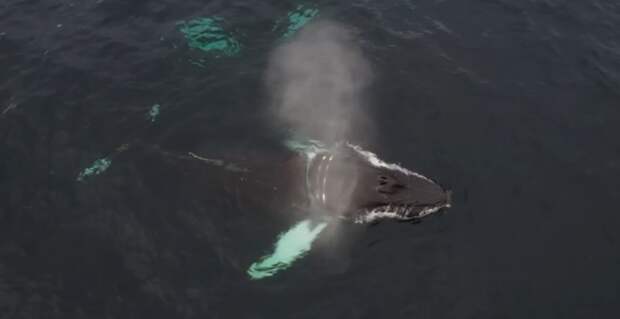 В Мурманской области спасли горбатого кита Станислава