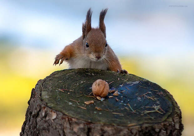 animal-portraits-sergey-polyushko-32-582b06192f02c__880