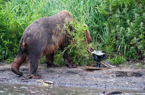 Sergey_Gorshkov_Kamchatka_679