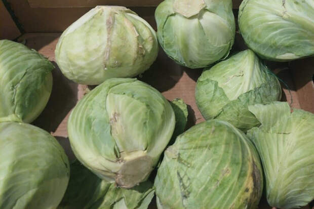 Почему капуста получается сухой: простой секрет с молоком