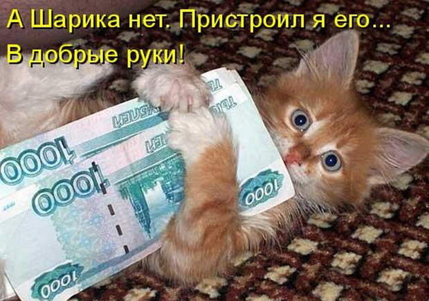 Котоматрицы (50 штук) Котоматрицы (50 штук)