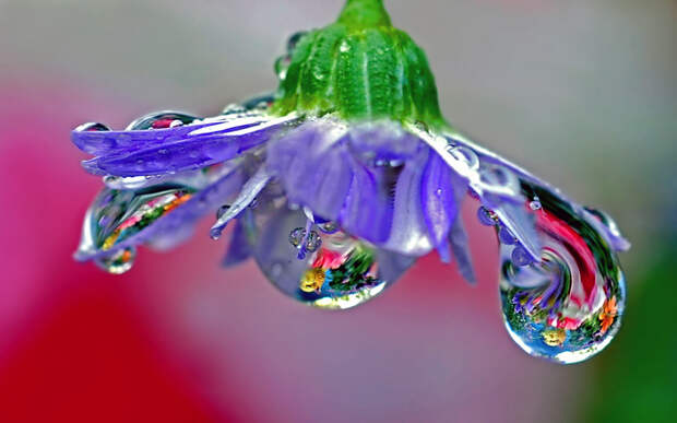 Фото Сиреневый цветок с капельками росы