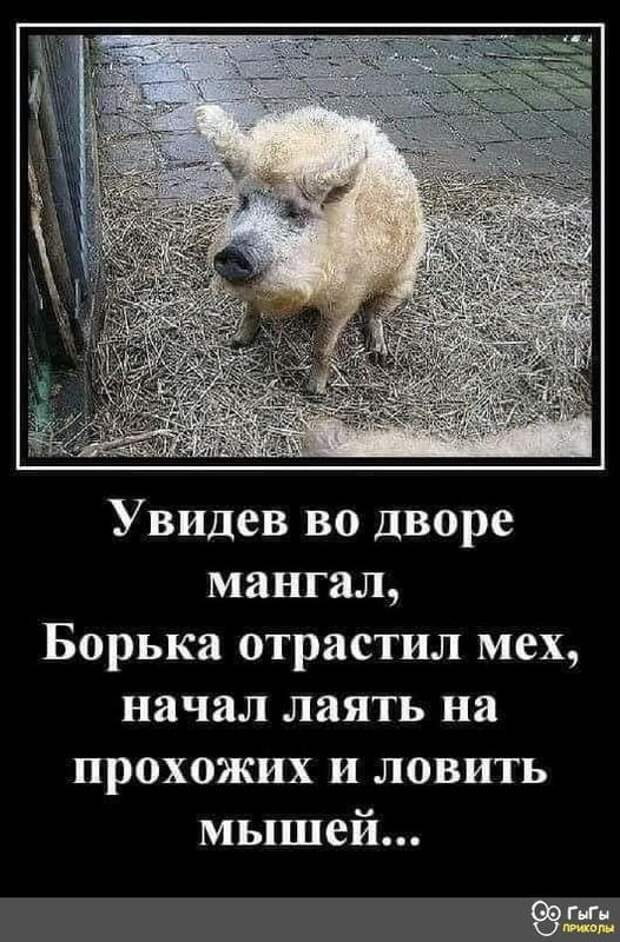 Возможно, это изображение (животное и текст «видев во дворе мангал, борька отрастил мех, начал лаять на прохожих и ловить мышей... ыы прихолы»)