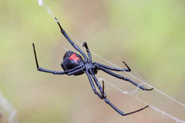 10 увлекательных фактов о пауках Черная вдова