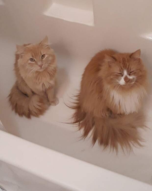 Животные, которые не скрывают, что они дьявольски умны