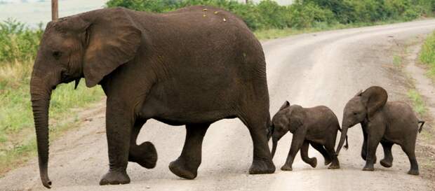 Мать и дитя в мире животных: слониха со слонятами. Фото