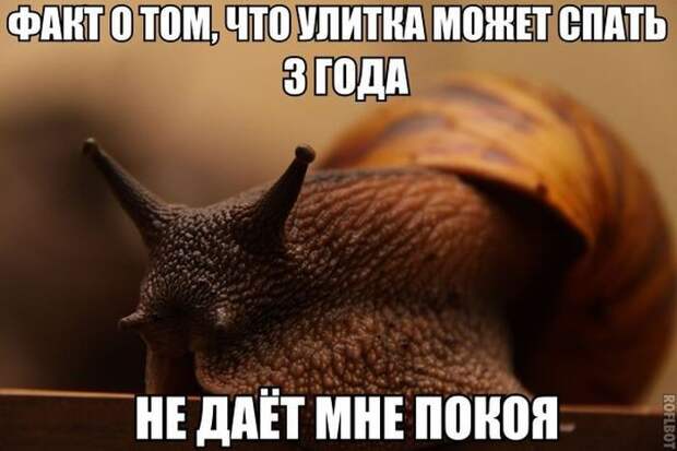 Картинки со смешными подписями картинки, юмор, прикол