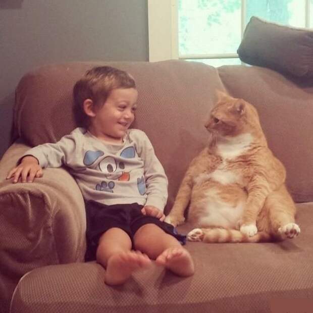 15 правил жизни настоящего кота catrules08 15 правил жизни настоящего кота